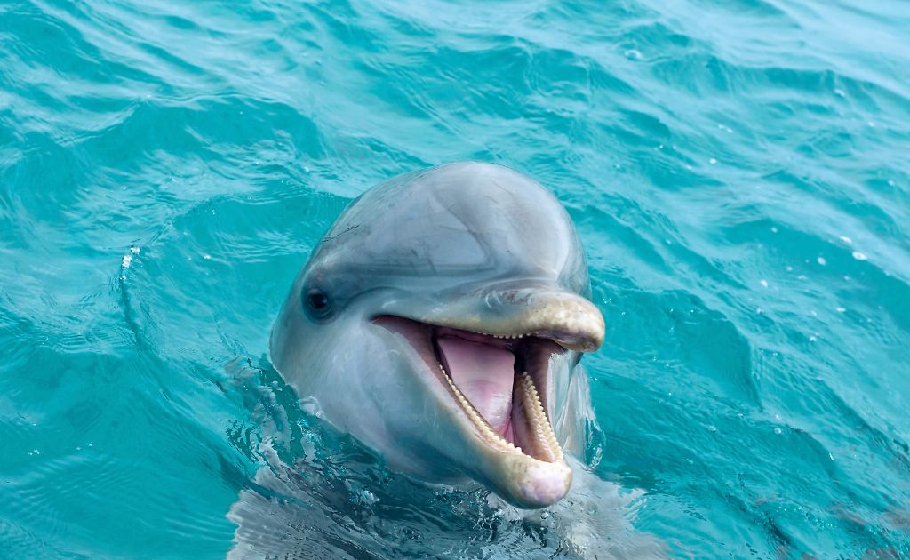 Dolphin Research Center in Marathon florida keys