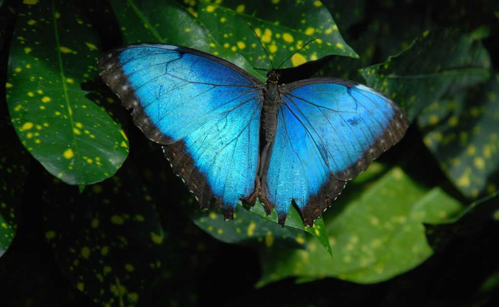 Key West Butterfly & Nature Conservatory