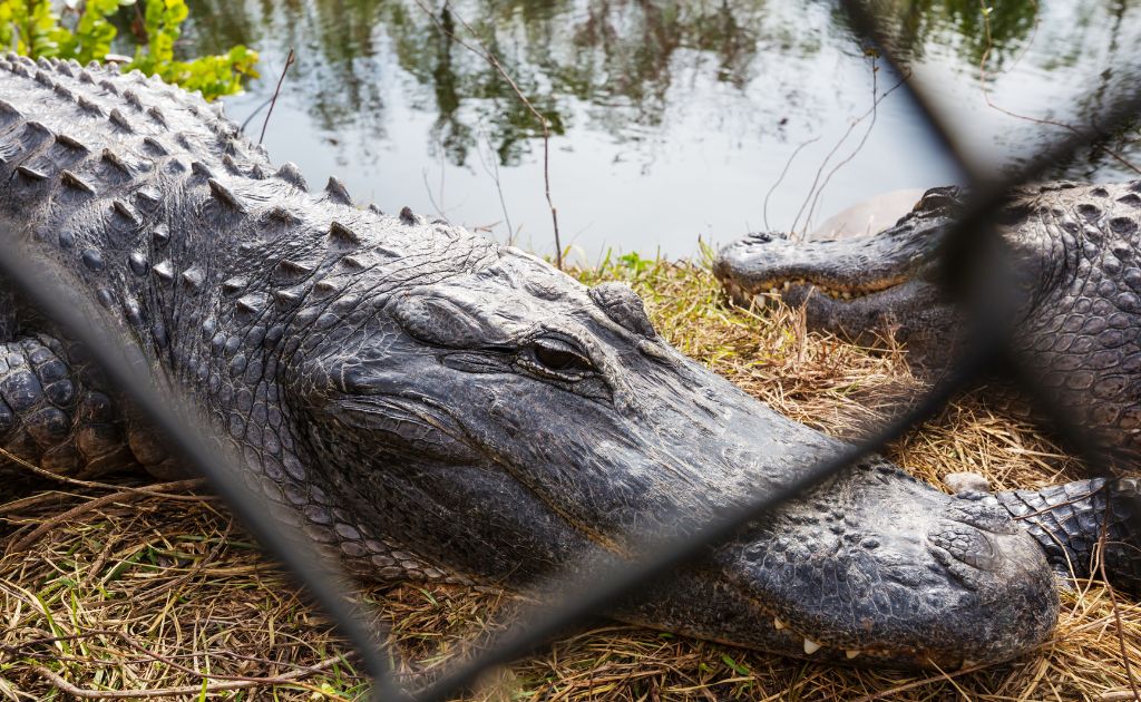 Jungle Adventures Animal Park in Florida, where you can see alligators