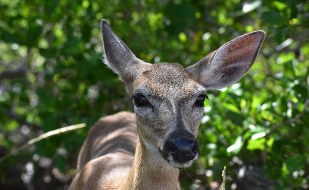 National Key Deer Refuge Nature Center