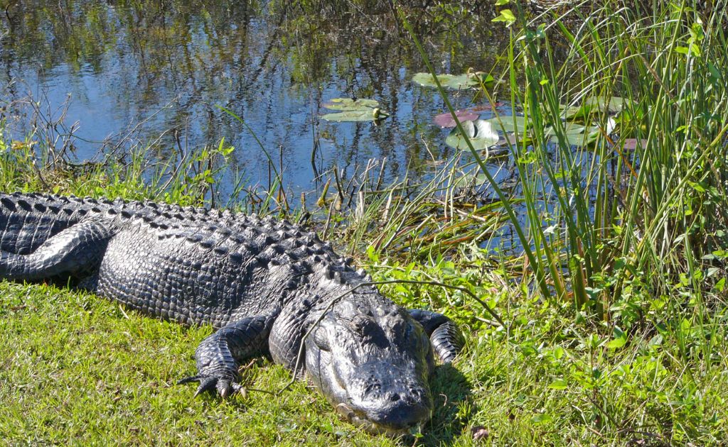 alligator at everglades part miami florida