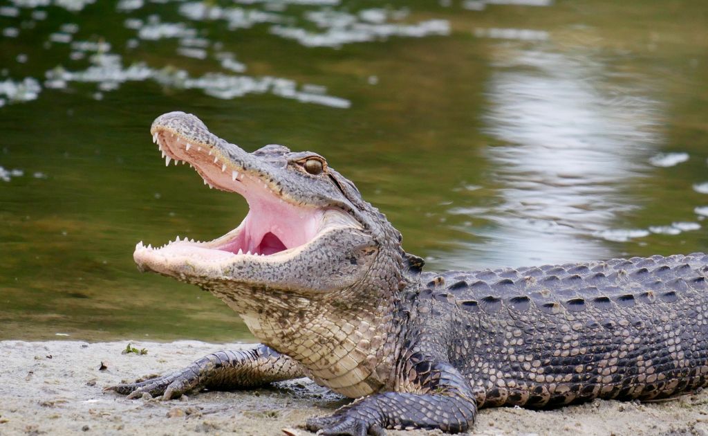 Where to See Alligators in Florida