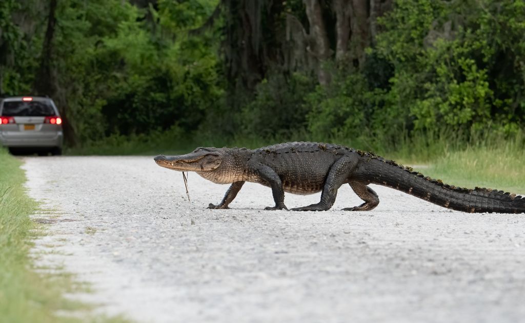 Where To See Alligators in Miami florida