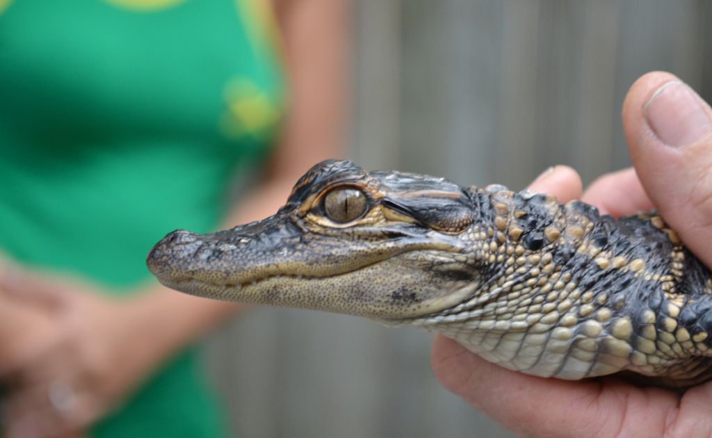 where to see baby alligator in Florida