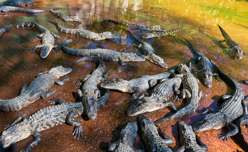 Merritt Island National Wildlife Refuge in Florida, where you can see alligators