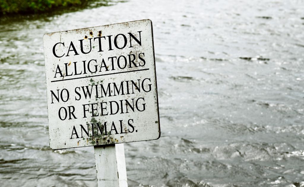 safe viewing areas at Paynes Prairie Preserve State Park in Florida, where you can see alligators