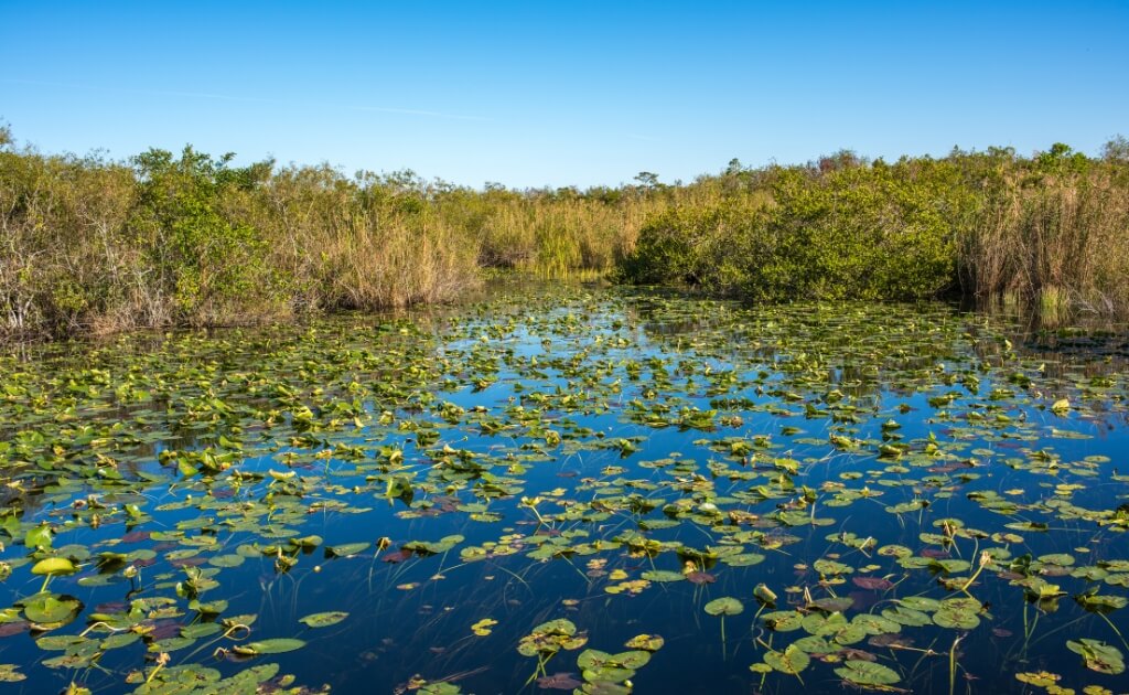 Everglades National Park : Unique Things to Do in Miami for Couples